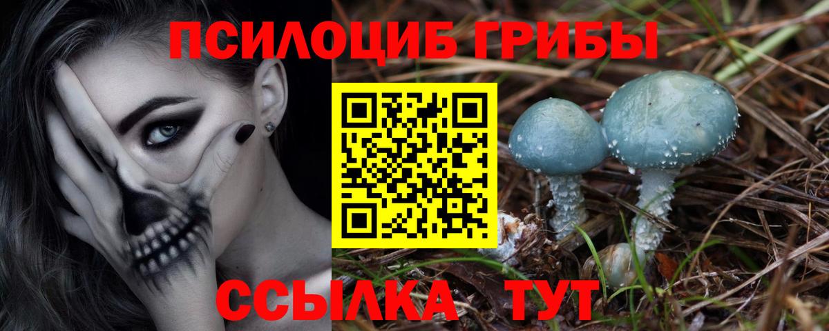 Псилоцибиновые грибы Psilocybe Тольятти